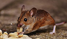 24 Hour & Emergency Exterminators in Mulberry Grove, IL
